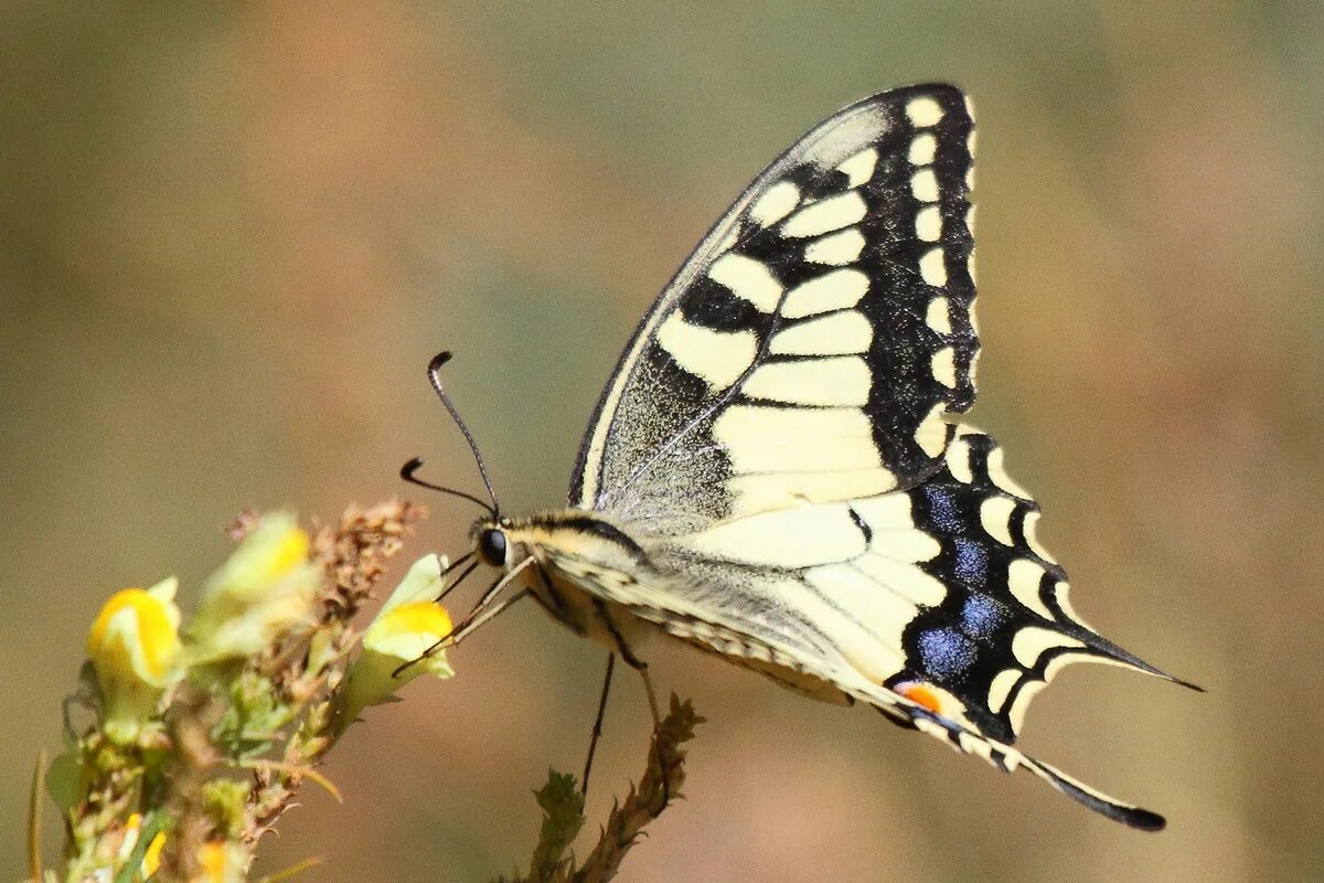 Бабочка махаон описание. Бабочка Махаон (Papilio Machaon). Бабочка Махаон Сибирский. Papilio Machaon бабочка. Бабочка Кардинал Махаон.