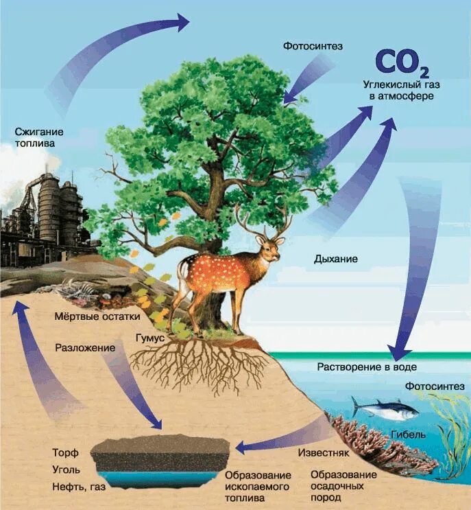 Какие животные в атмосфере. Круговорот углерода живые организмы. Круговорот углерода в биосфере. Круговорот углерода в природе в биосфере. Круговорот углерода биология.