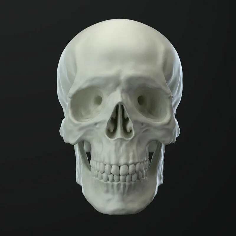 Skull model. Human skull 3d model. череп модель. череп 3д. барельеф череп.
