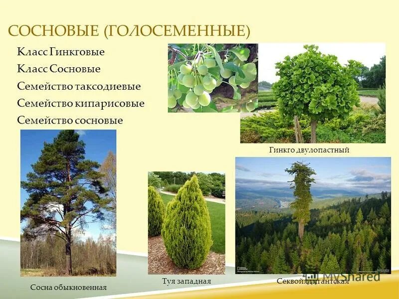 гинкго растение. голосеменные гинкговые. представители гинкговые голосеменных растений. голосеменные гинкговые. сосна класс семейство.