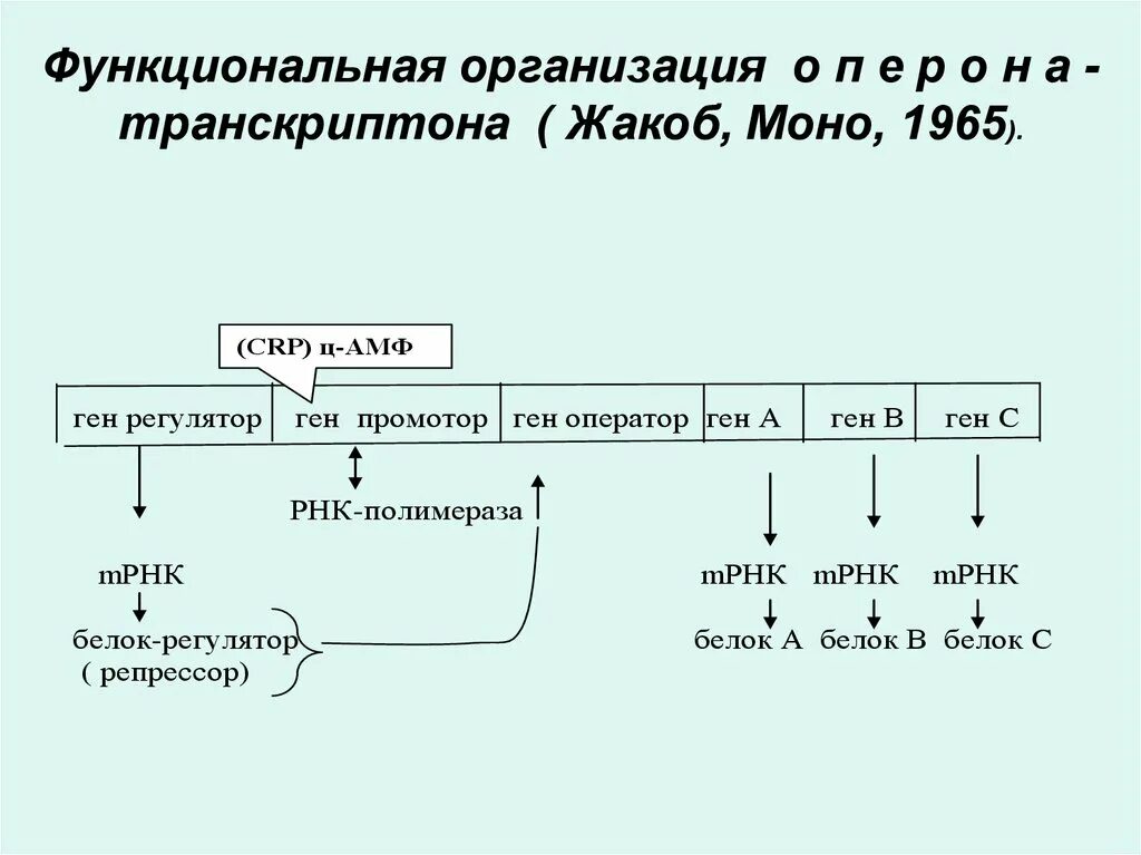 Структура моно. Модель оперона жакоба и моно. схема жакоба и моно. гипотеза жакоба и моно о внутриклеточной регуляции. теория оперона жакоба и моно.