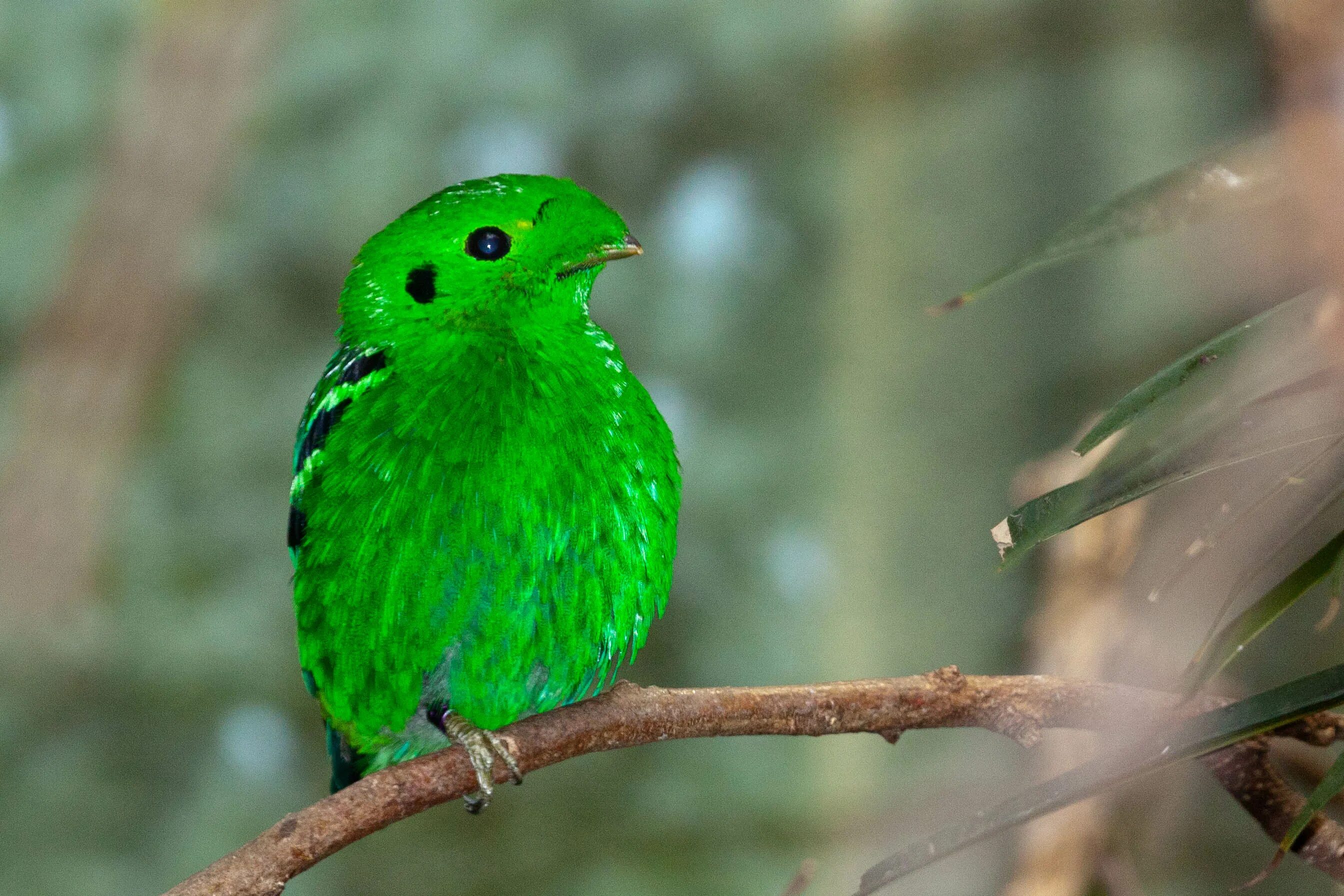 Черно зеленая птичка. Зеленая птица. Птица зелёного цвета. Птица салатового цвета. Животные зеленого цвета.