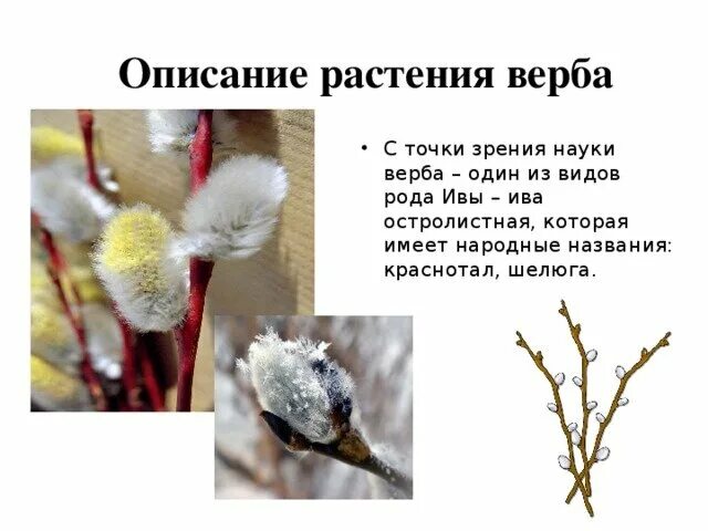 Чем отличается верба от ивы по каким. Тальник ива верба отличия. описание почки вербы. верба дерево описание. отличие почек вербы от ивы.