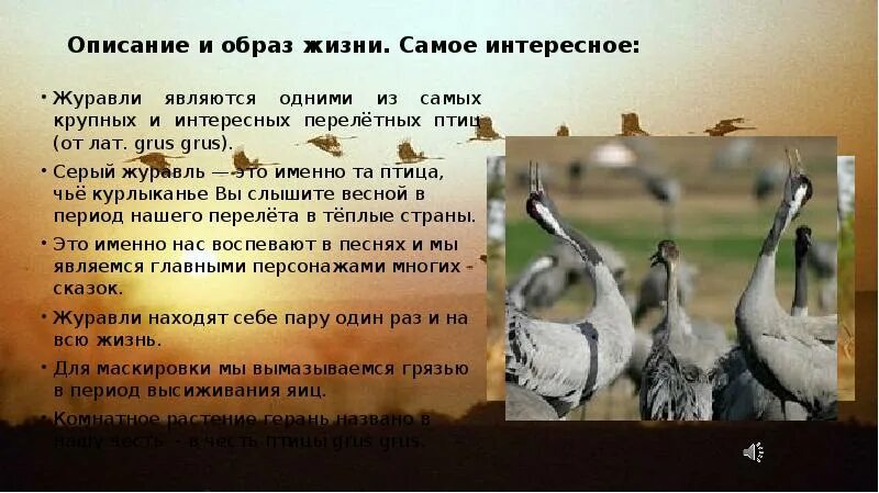 Журавль символ чего в россии. Интересные факты о журавлях. Журавль интересные факты для детей. Журавль образ жизни. Серый журавль презентация.