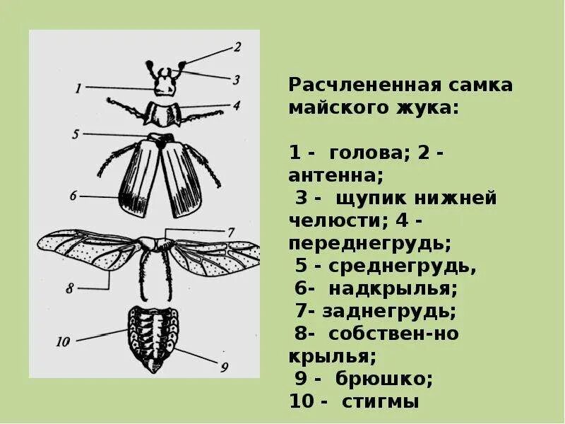 Лабораторная работа изучение строения насекомых