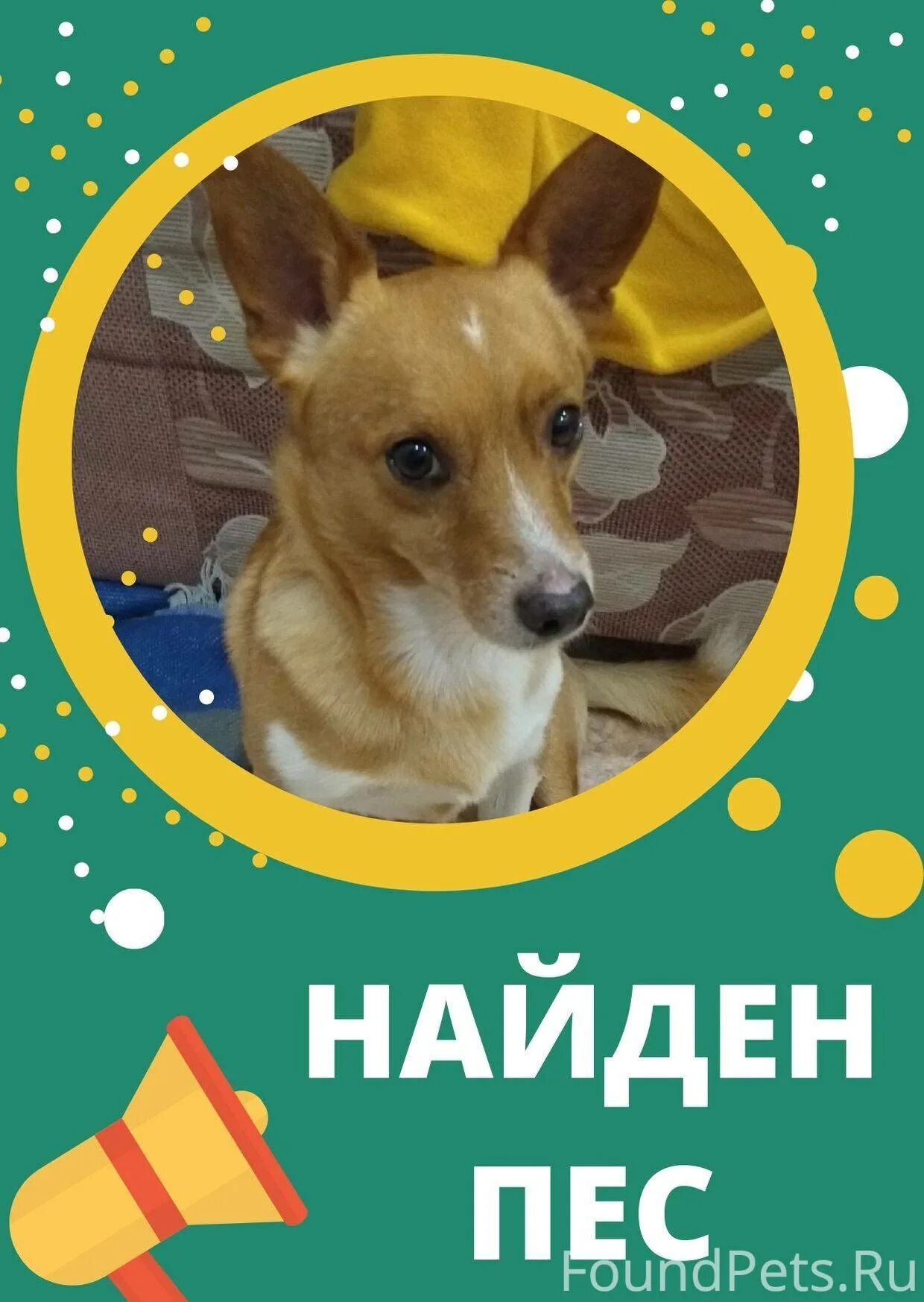 Чьи собаки нефтеюганск. Ухоженный пес. Потеряшки первоуральск. Ухоженная собака. Потеряшки первоуральск.