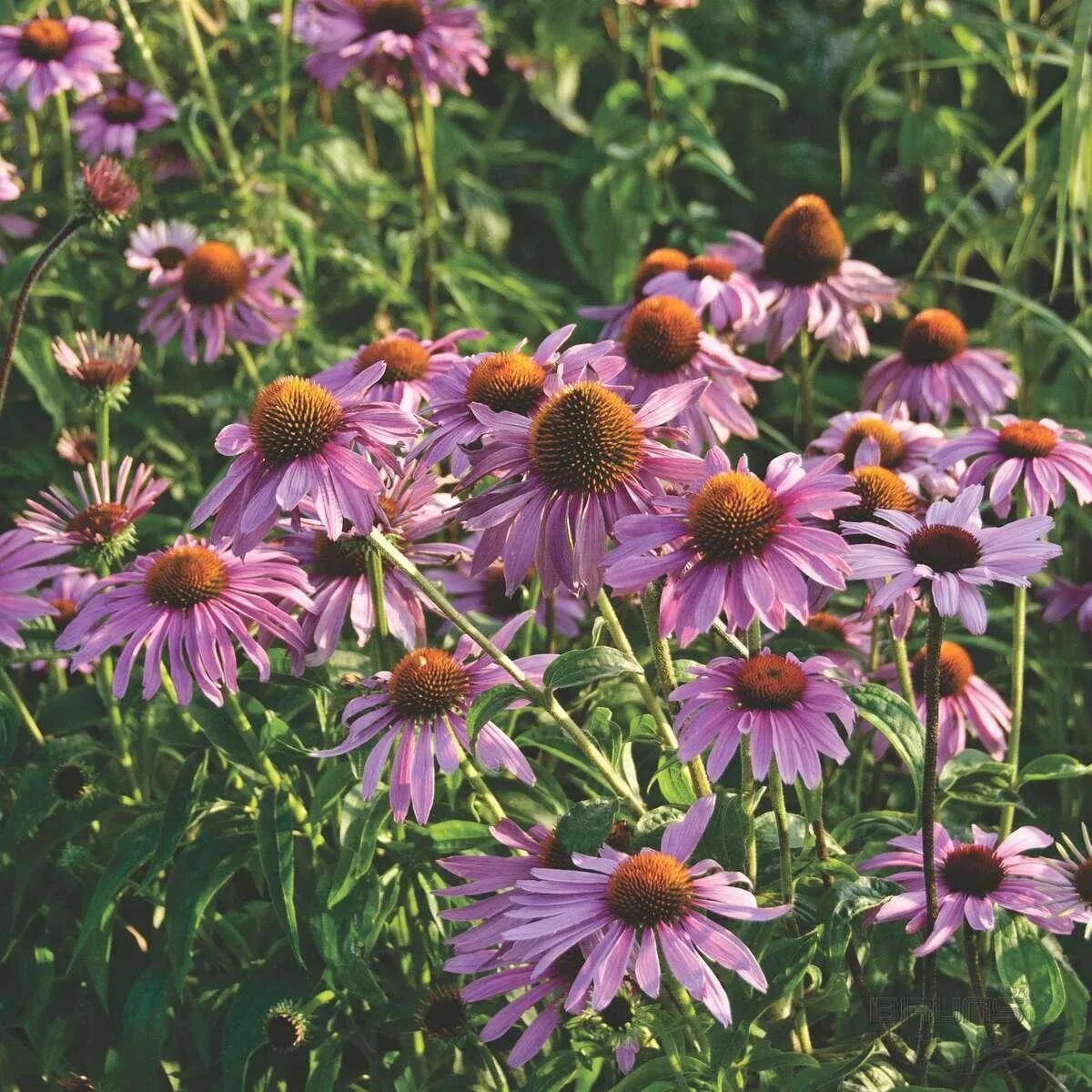 Эхинацея пурпурная Магнус. Эхинацея пурпурная (Echinacea purpurea). Эхинацея цветок пурпурная Магнус. Эхинацея пурпурная Магнус с 2. Фото эхинацеи многолетней