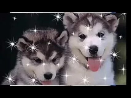 Песни щенят видео