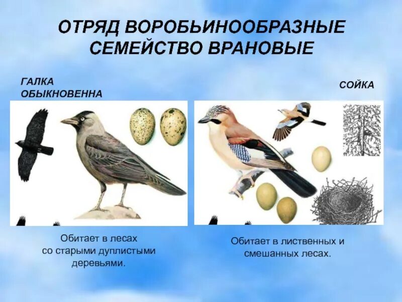 Установите последовательность отряд воробьинообразные. Отряд птиц воробьинообразные. птицы белгородской области. воробьинообразные птицы представители. представители отряда воробьинообразных.