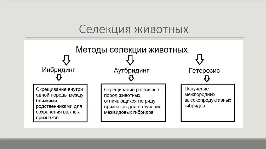 Близкородственное скрещивание получение чистых линий скрещивание. Методы селекции скрещивание. Методы селекции животных инбридинг. Методы селекции растений инбридинг. Методы селекции животных близкородственное скрещивание.