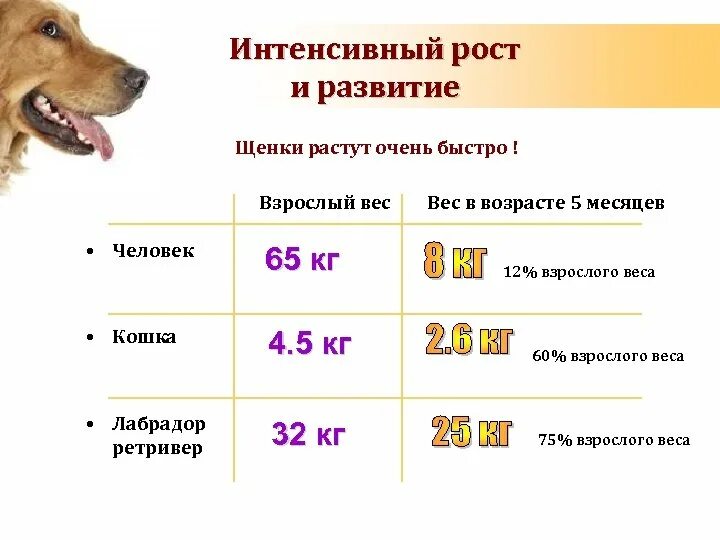 Как узнать год собаки. До какого возраста растут собаки крупных пород овчарки немецкие. Щенка немецкой овчарки вес по возрасту. Немецкая овчарка кобель 1 год Возраст. Немецкая овчарка параметры по возрасту таблица.