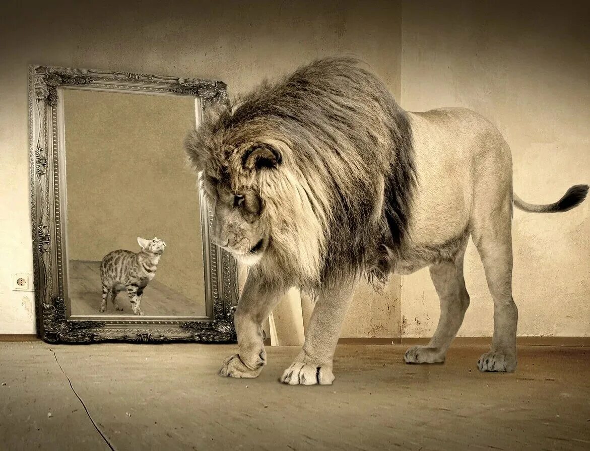 Кот лев. Лев в зеркале. Котенок в зеркале Лев. Отражение Льва в зеркале.