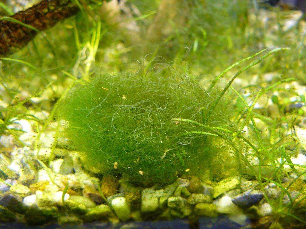 зеленые водоросли плавающие. зеленые водоросли плавающие. лимнобиум пистия. зеленые водоросли плавающие. кладофора биофильтр.