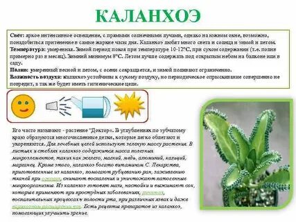 Описание цветка каланхоэ