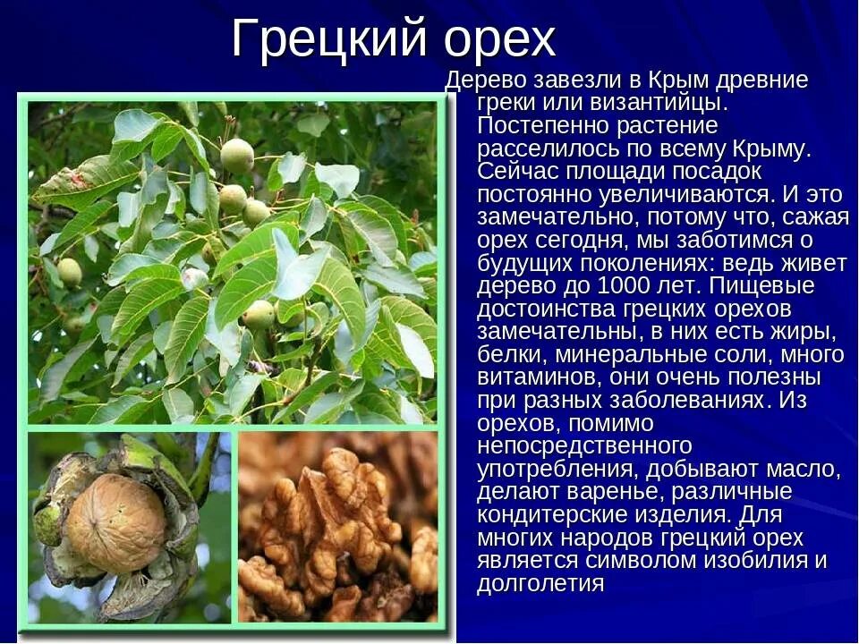 Его греческое название соленое дерево происходит. Сорта и описание дерева грецкого ореха. паспорт дерева грецкий орех. орех дерево описание. орехи с описанием.