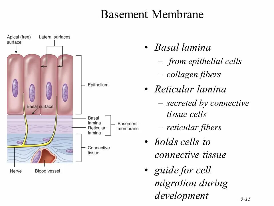 Membrane перевод. Basal lamina membrane epithelial cell. basement membrane. basement membrane histology. basement membrane structure histology.