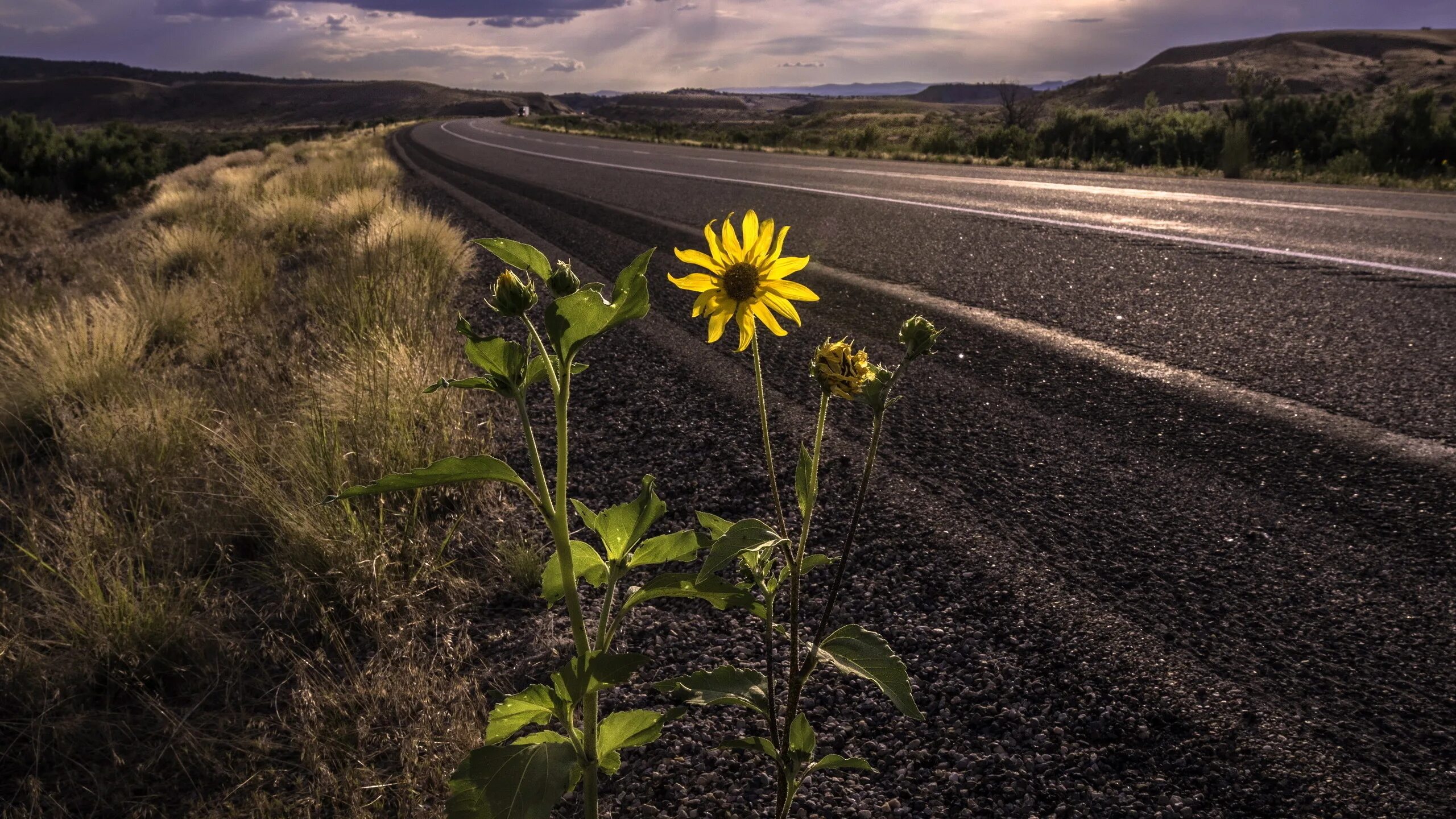 Деревья у дороги в городе. Деревья вдоль дорог. Растения вдоль дорог. Асфальт и зелень. Растительность дорог.