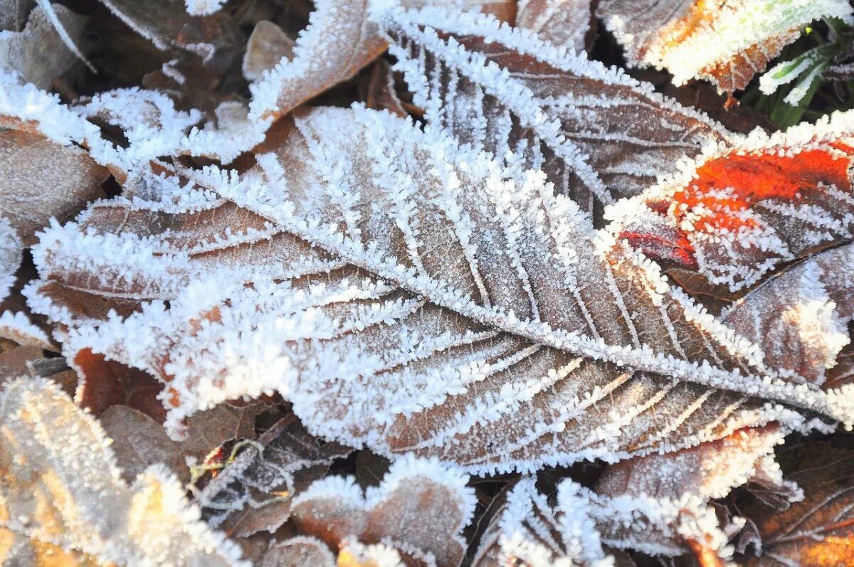 Заморозки. Заморозок на почве. Первые заморозки на почве. Адвективные заморозки.