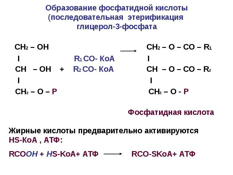 Глицерол 3. Реакция образования фосфатидной кислоты. образование фосфатидной кислоты из глицерина. реакции синтеза фосфатидной кислоты. реакцию образования глицерол-3-фосфата из глицерина..