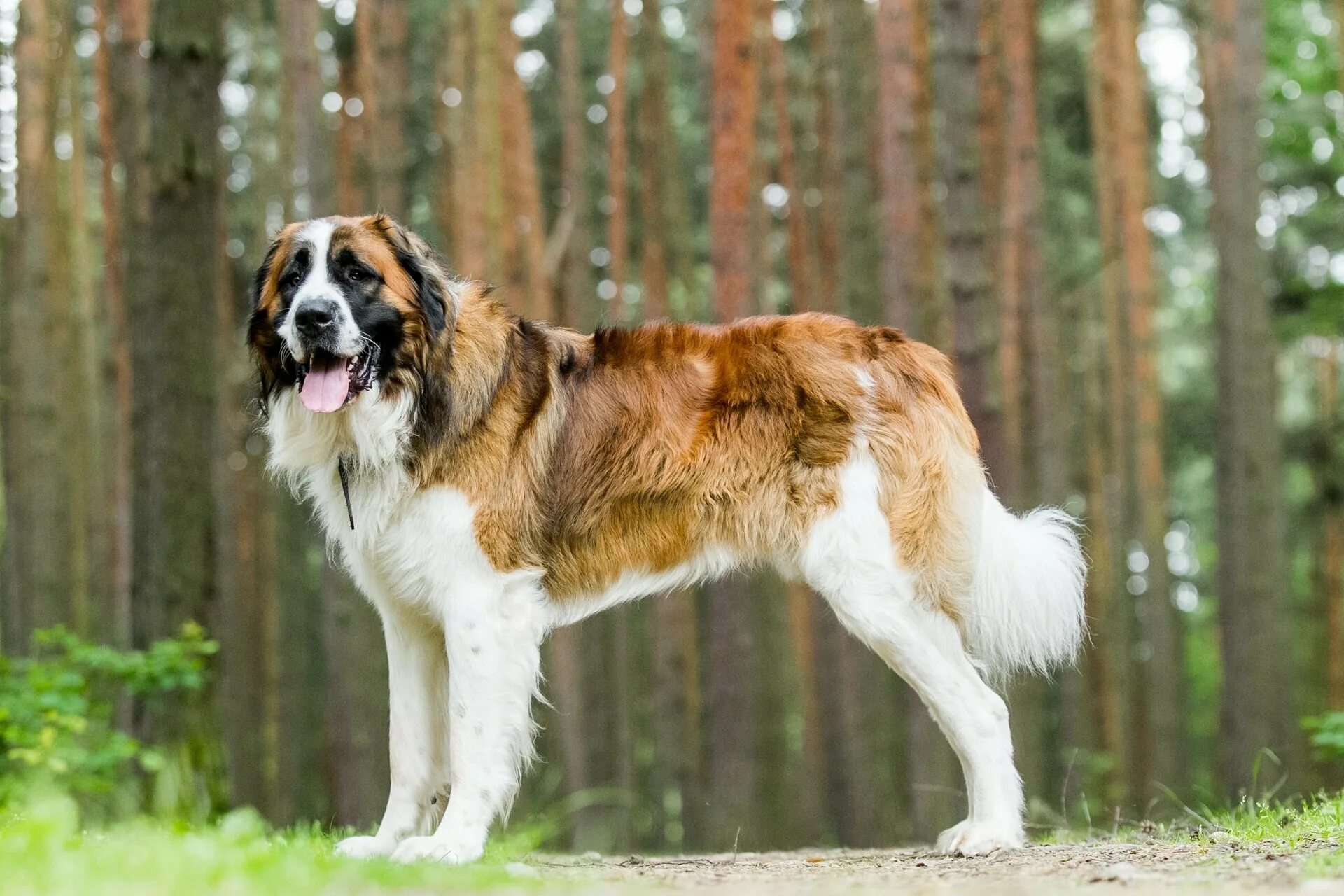 Сенбернар и московская сторожевая. Собаки римских легионеров кане корсо. Немецкая сторожевая овчарка. Кавказская сторожевая овчарка. Какой древней цивилизации принадлежит сторожевая собака абутью.