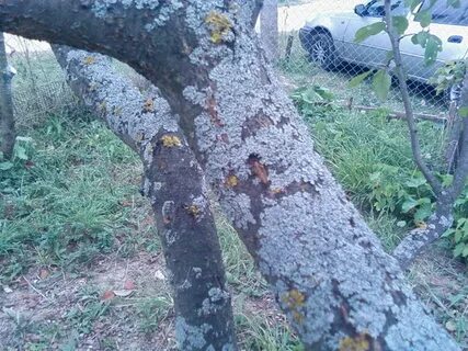 На яблоне желтые пятна на стволе