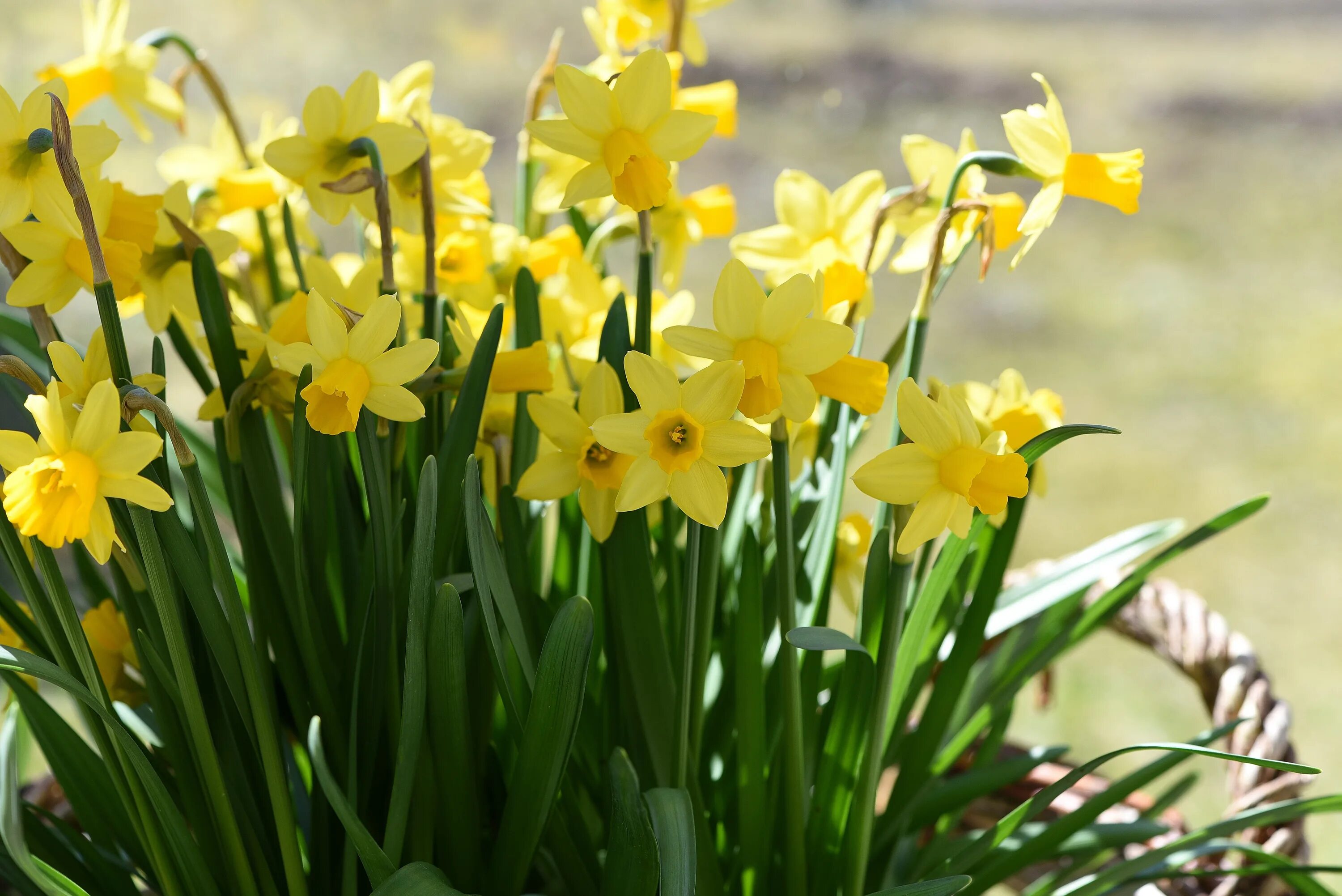 Нарцисс какое растение. Нарцисс спринг Сан. Нарцисс спринг Саншайн. Нарцисс (растение). Желтые нарциссы – Yellow Daffodils.