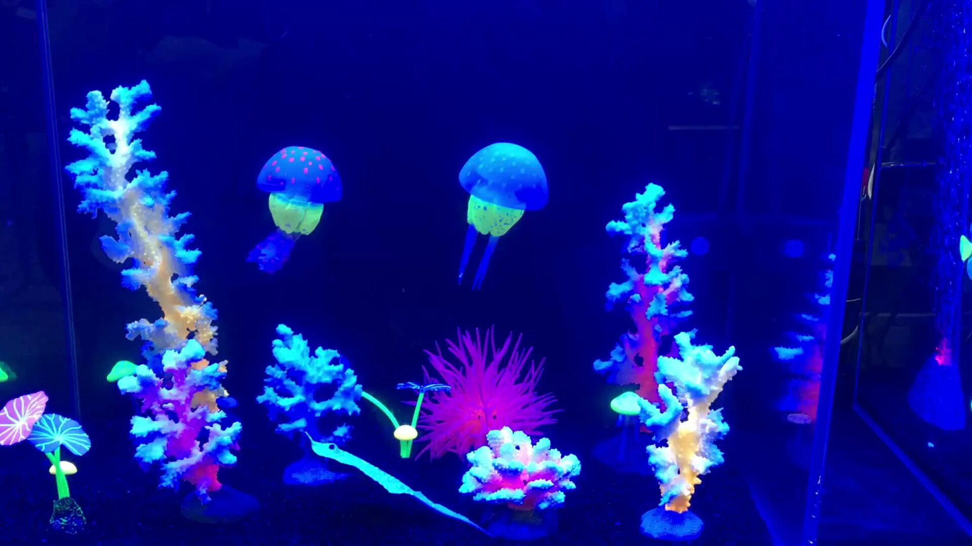 Медуза живая купить. Аквариум с медузами. Пресноводные медузы для аквариума. Океанариум медузы. Рыбы медузы для аквариума.