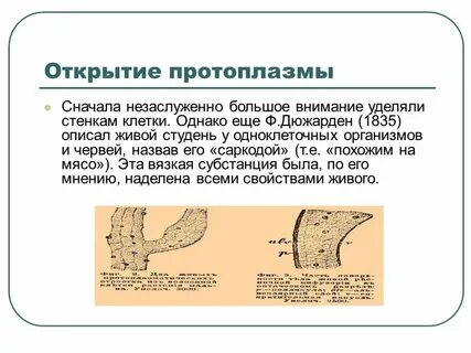 Протоплазма это