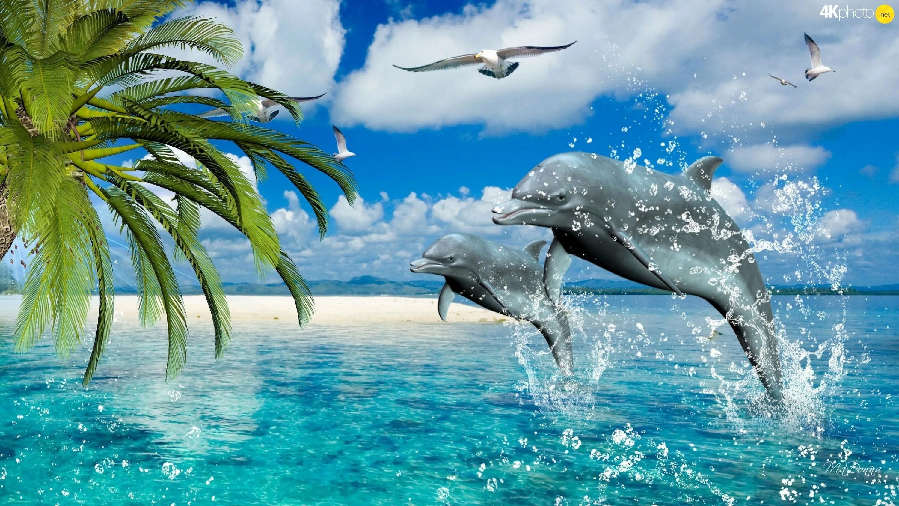 Загрузить живые обои. Дельфины в море. Фотообои дельфины. Море пальмы дельфины. Дельфин в море.