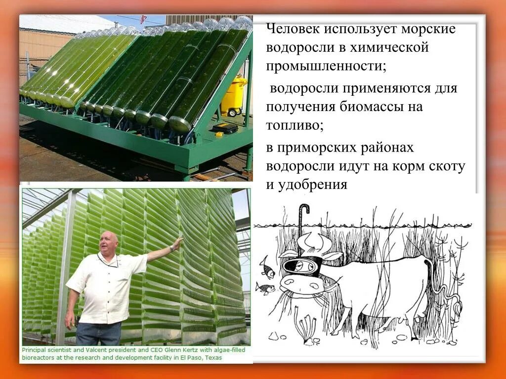 Значение и использование водорослей. Как человек использует водоросли. Морские водоросли в промышленности. Водоросли для корма скоту.