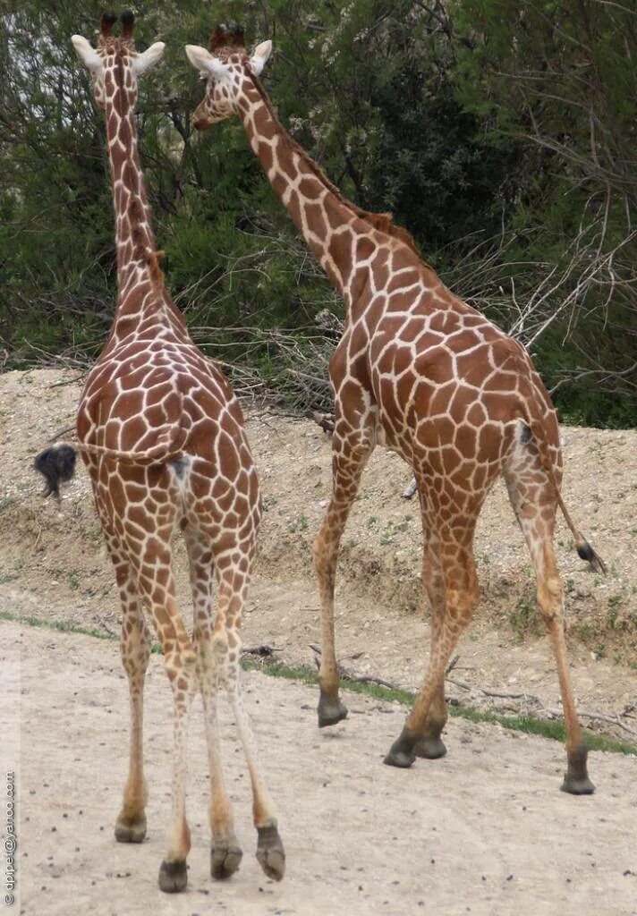 Жираф среда обитания. Ангольский Жираф (Giraffa camelopardalis angolensis). Зад жирафа. Толстый Жираф. Среда обитания жирафа.