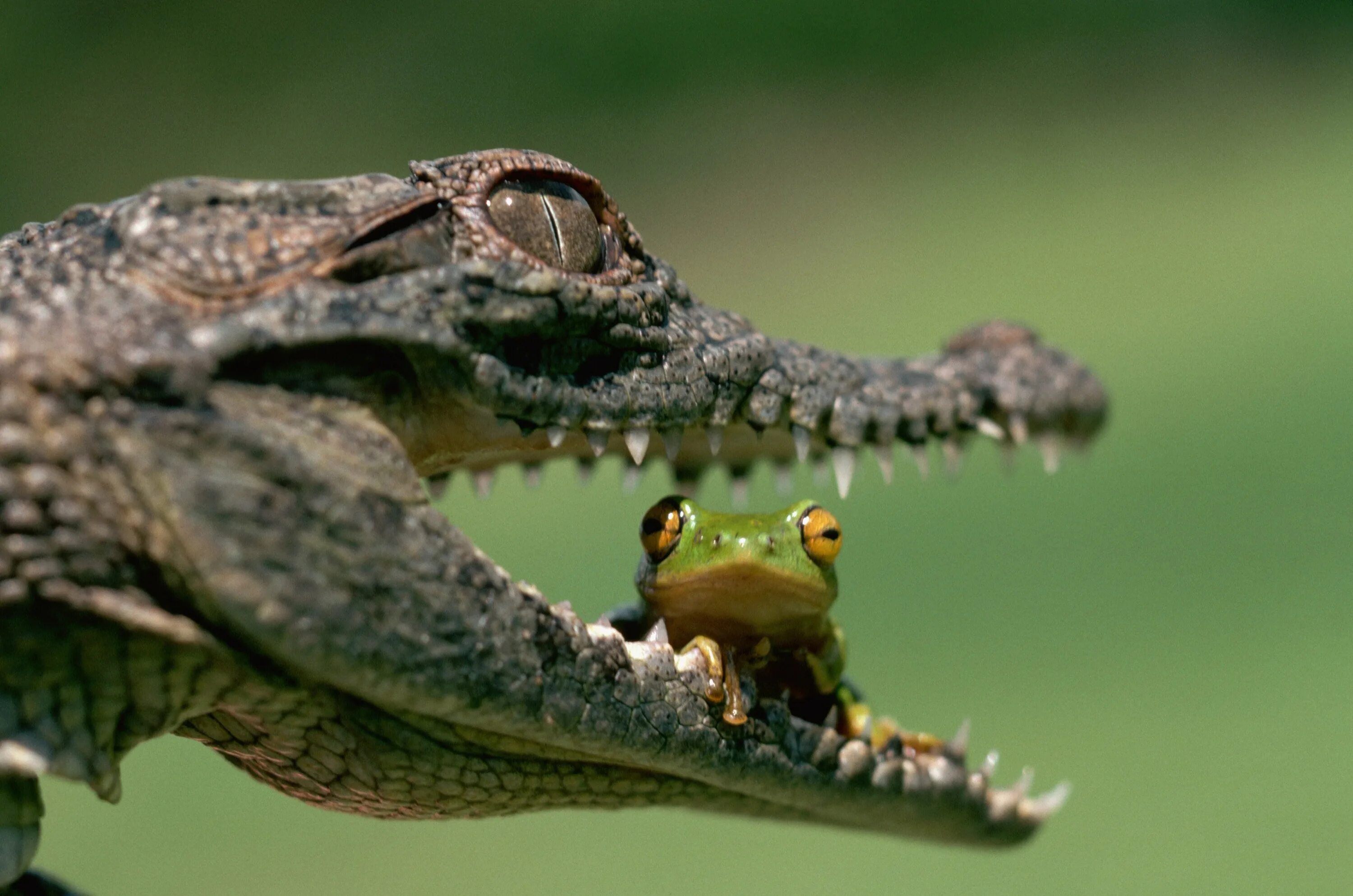 Пресмыкающиеся Аллигатор. Лягушка крокодил жаба пресмыкающиеся. Ящерица крокодил. Кайман рептилия.