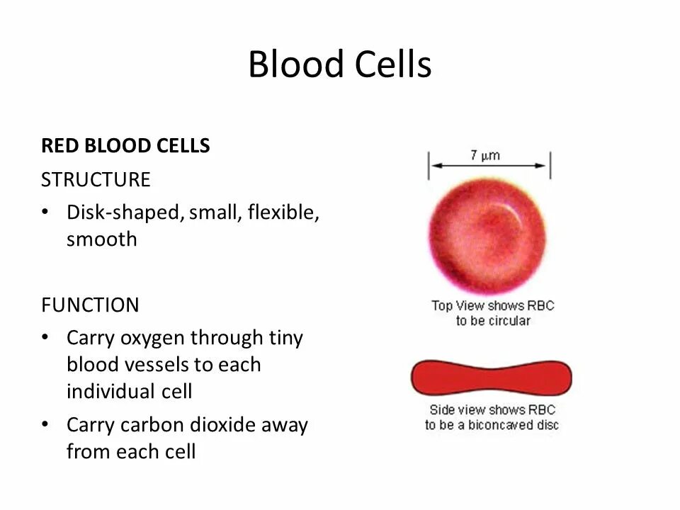 Red Blood Cell structure. Red Blood Cell RBC count. Red Blood Cells function. Functions of Blood.