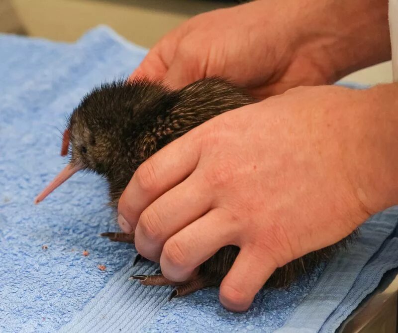 птенец желторотик. дрозд рябинник птенец. первый птенец. первый птенец. первый птенец.