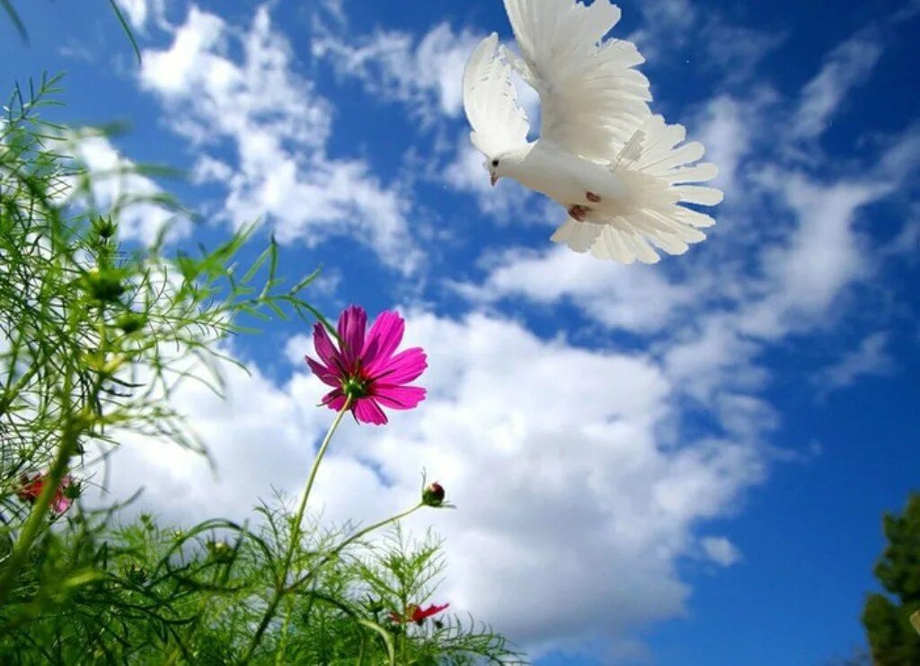 Открытки с добрым утром мирного неба. Солнце мирное небо. Цветы и небо. Голуби в небе. Природа мирное небо.