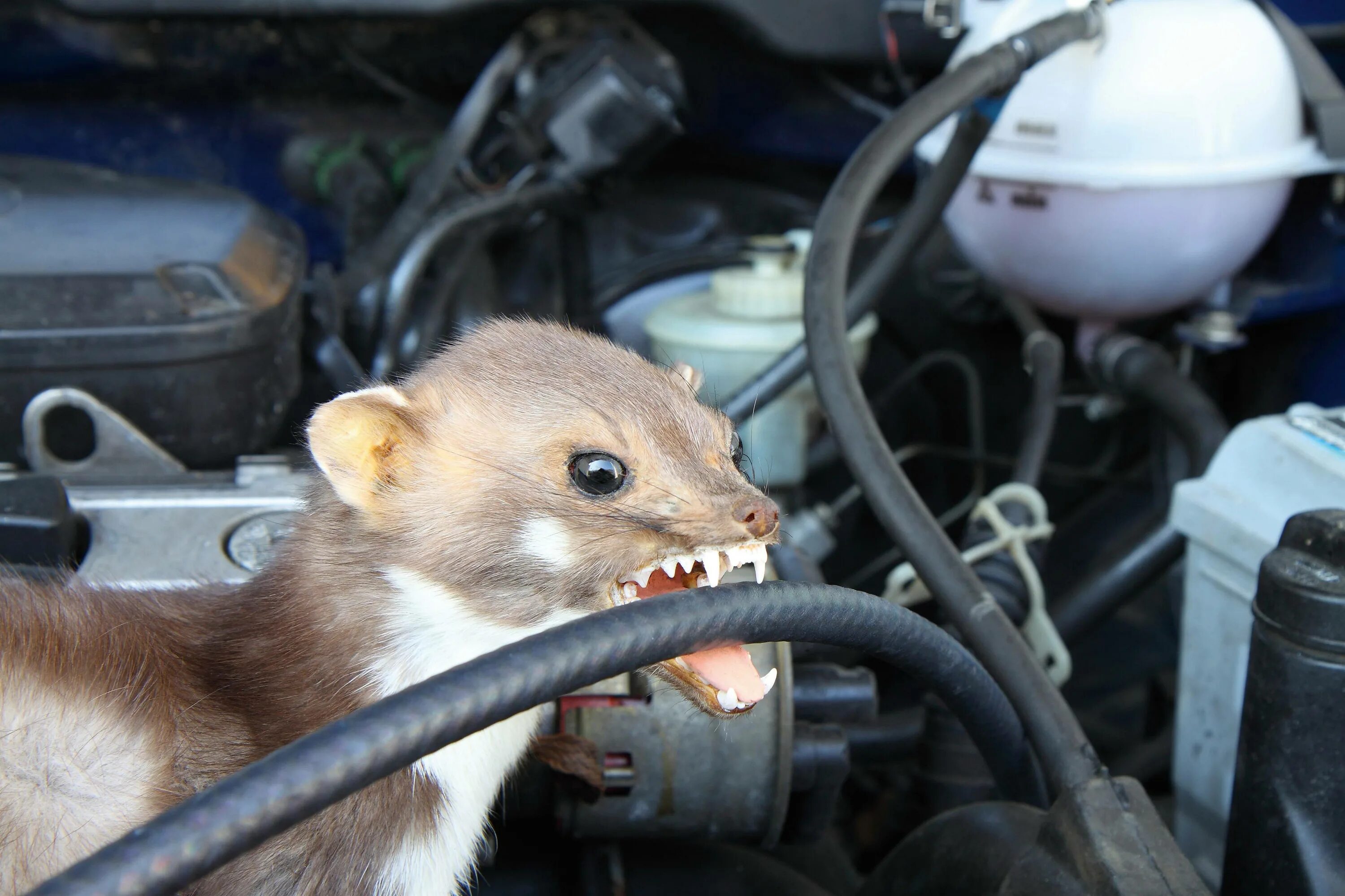 Marder куница. Мышь перегрызла кабель. Мышь автомобиль. Мышь грызет провода.