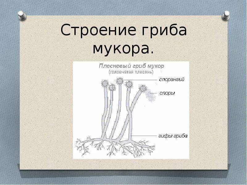 Строение гриба рода Mucor. Строение мицелия гриба мукора. Строение гриба мукора 5 класс биология. Строение плесневых грибов грибница. Чем отличается плесневый гриб