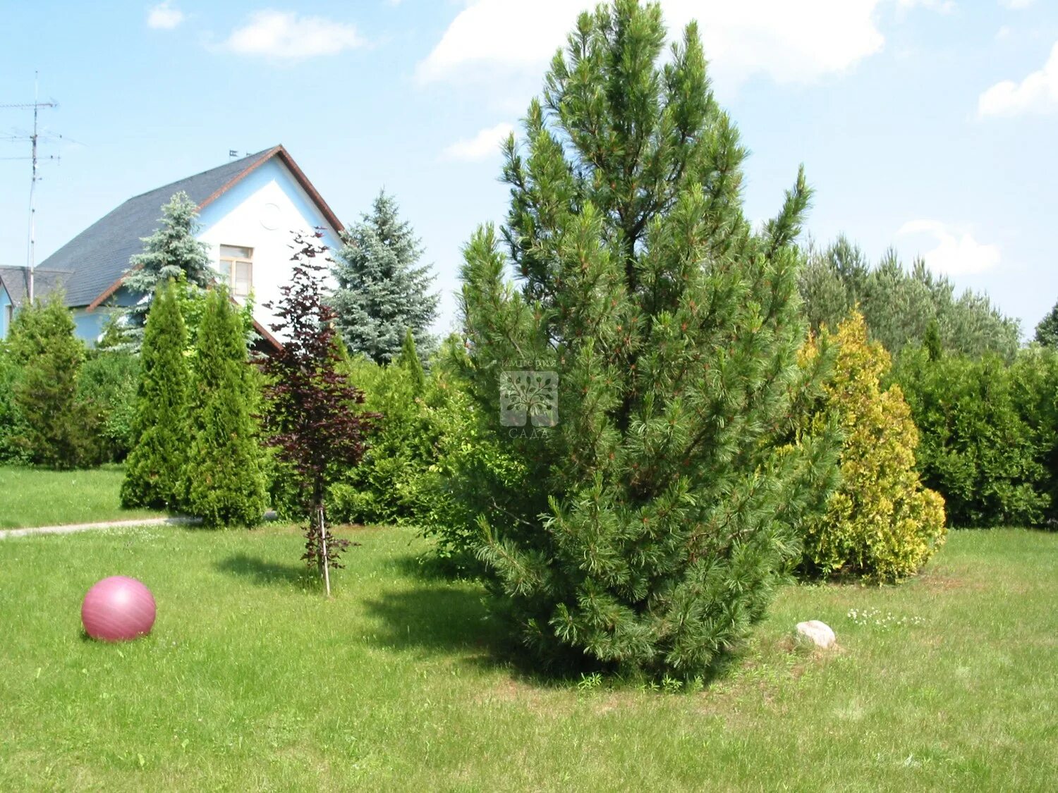 Кедр в подмосковье. Сосна кедровая европейская. сосна веймутова голден кендлз. сосна обыкновенная крупномер. кедр сибирский на участке.