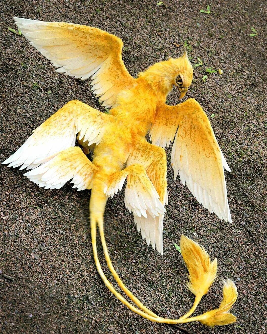 Mystery giant bird spotted in Alaska (With images) Alaska, Birds, Mothman sighti