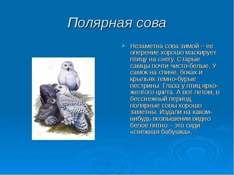 Сова сообщение 2 класс. Рассказ о полярной сове. полярная сова доклад. полярная сова презентация. информация о белой сове.