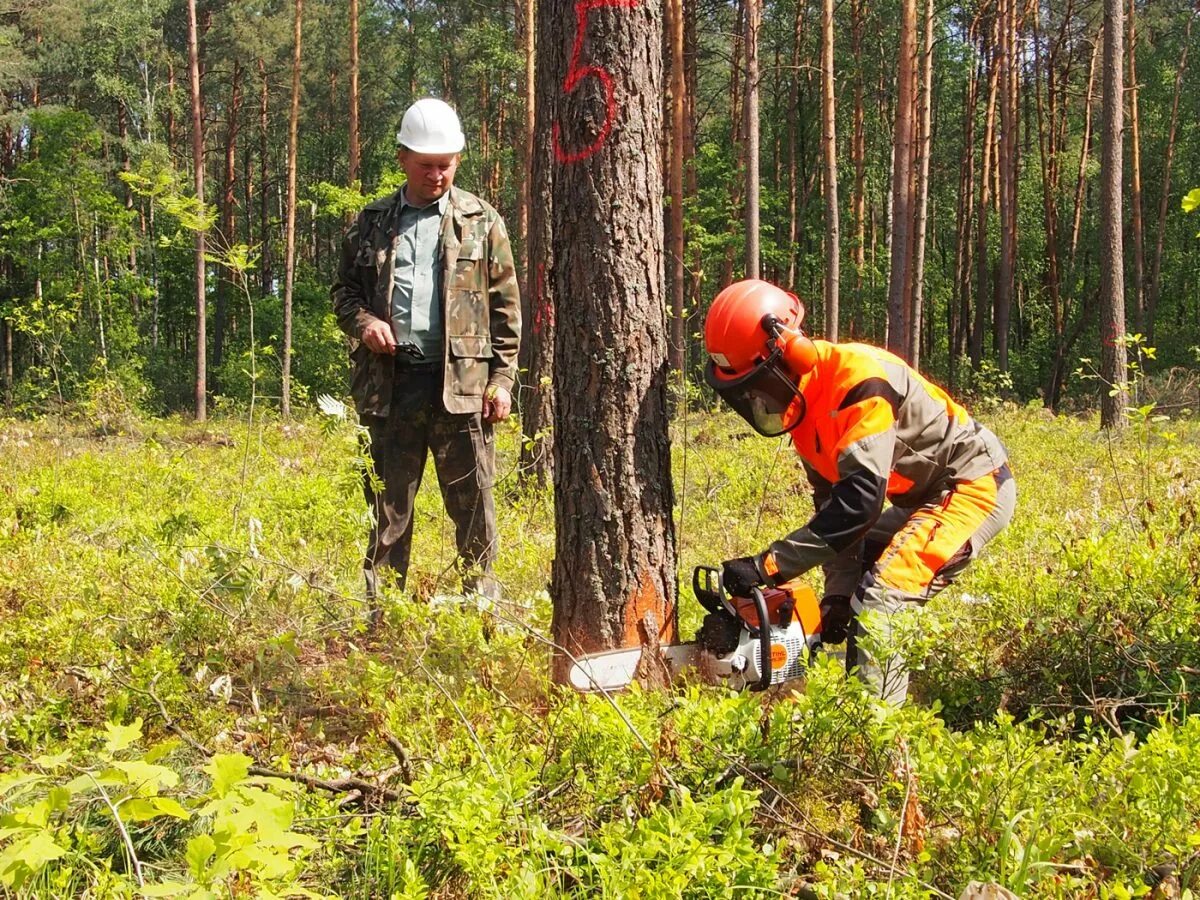 Работник охраны природы. Лесное и Лесопарковое хозяйство. Работник леса. Лесное Лесопарковое хозяйство профессия. Работники в лесу.