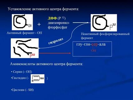 Фермент 5