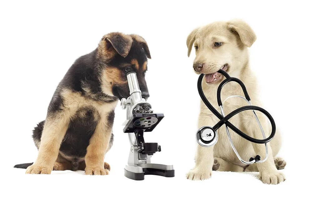 Терапия животных. Собака Ветеринария. Исследования на животных. Собака с фонендоскопом. Фф pet