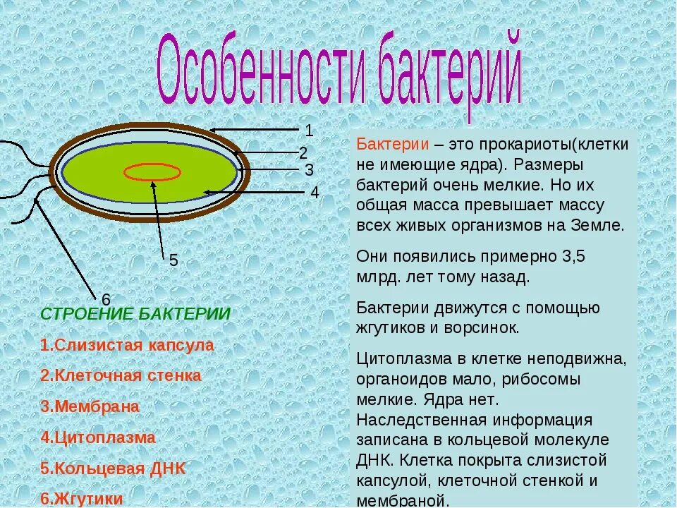 Каково строение и значение