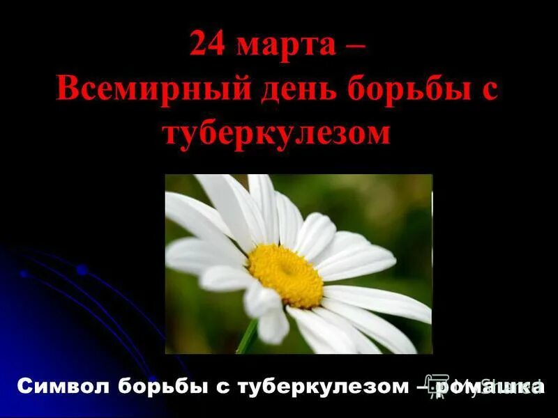 Всемирный день туберкулеза презентация. Ромашка символ борьбы с туберкулезом. Белая Ромашка символ борьбы с туберкулезом. Белая Ромашка символ борьбы с туберкулезом для презентации.