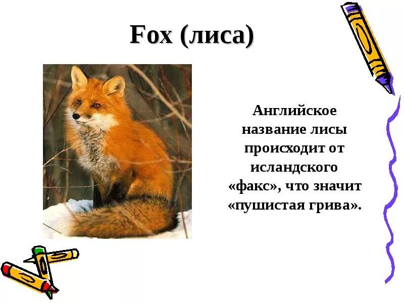 Студия переводчиков лисы. Everything at once текст. Как говорят лисички. Green fox. The fox ylvis текст.