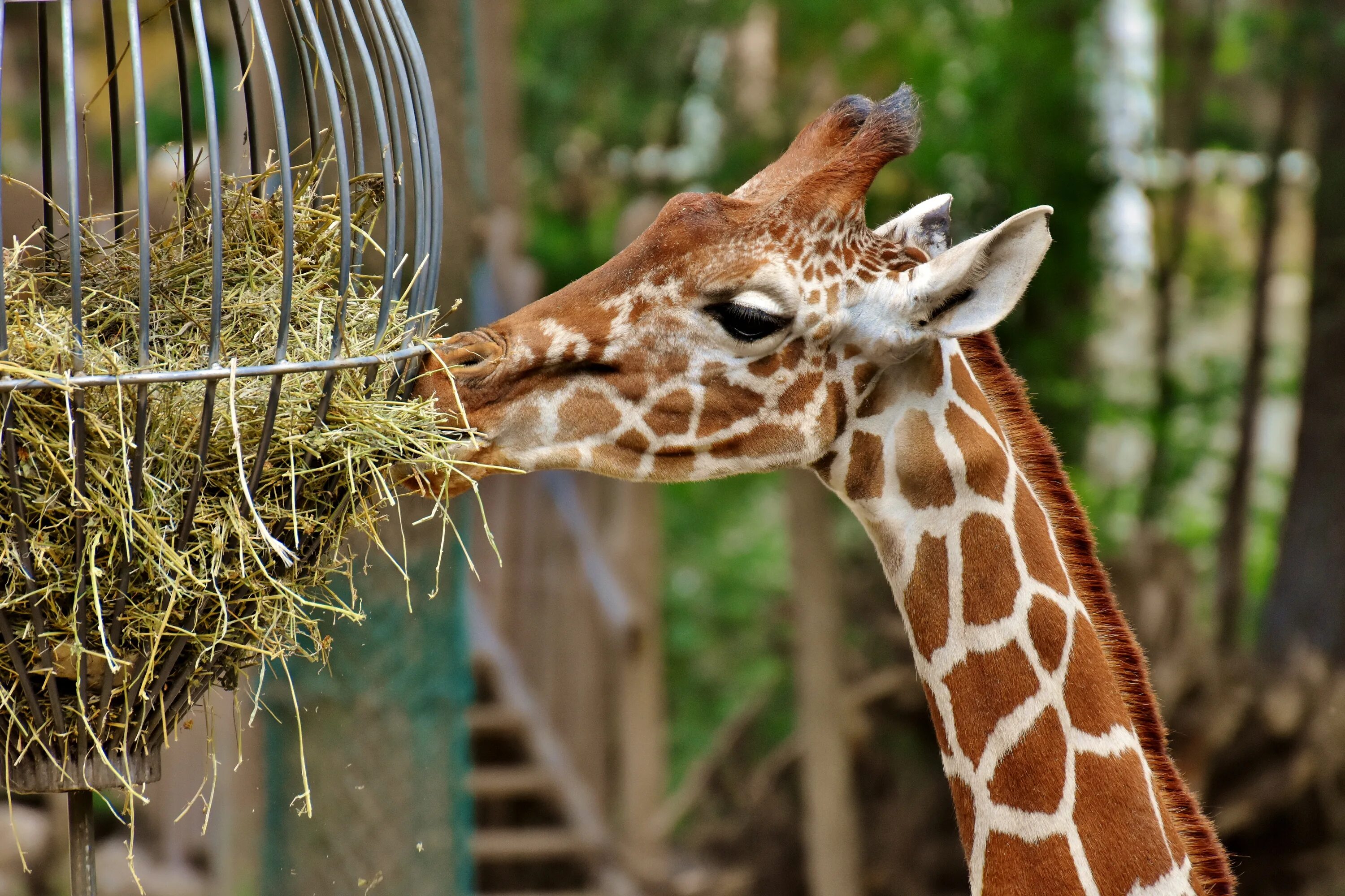 Giraffa Giraffa животные. Животные зоопарка. Жираф в зоопарке. Жирафы в зоопарке. Чтение зоопарк