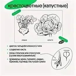 Студариум биология егэ 2024 год