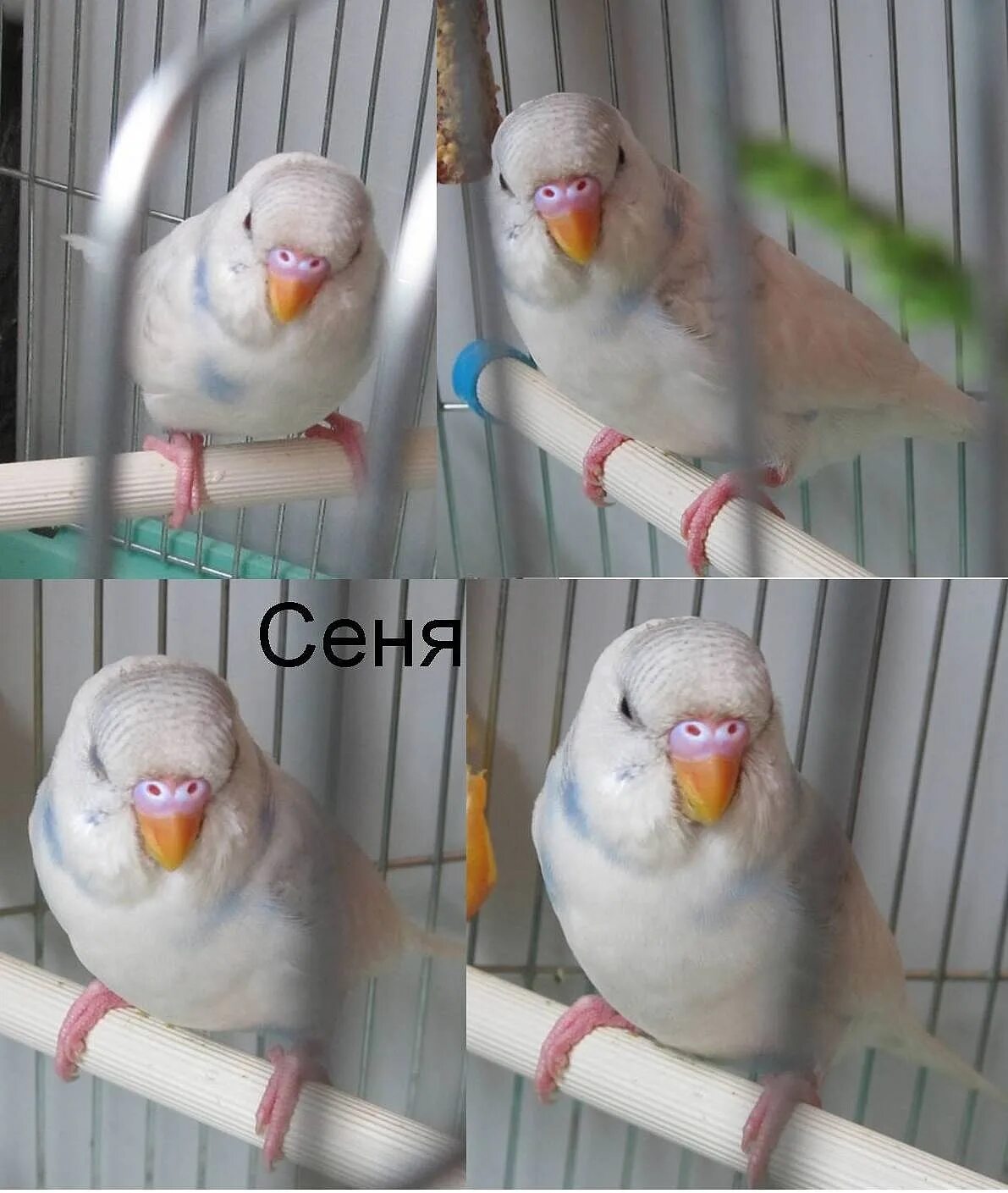 Как отличить попугаев самку от самца