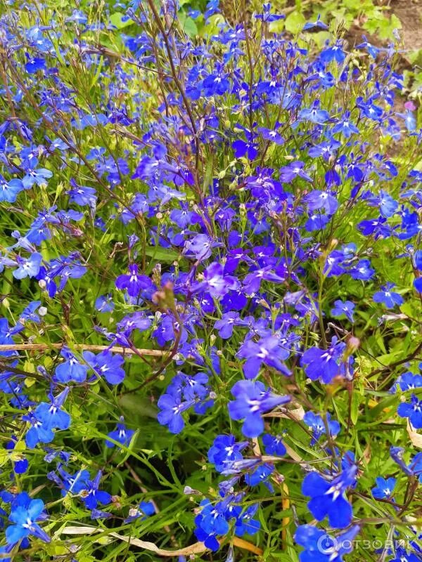 Лобелия бисер голубой. Лобелия. Lobelia лобелия мини. Семенная коробочка лобелии. Лобелия фото на клумбе.